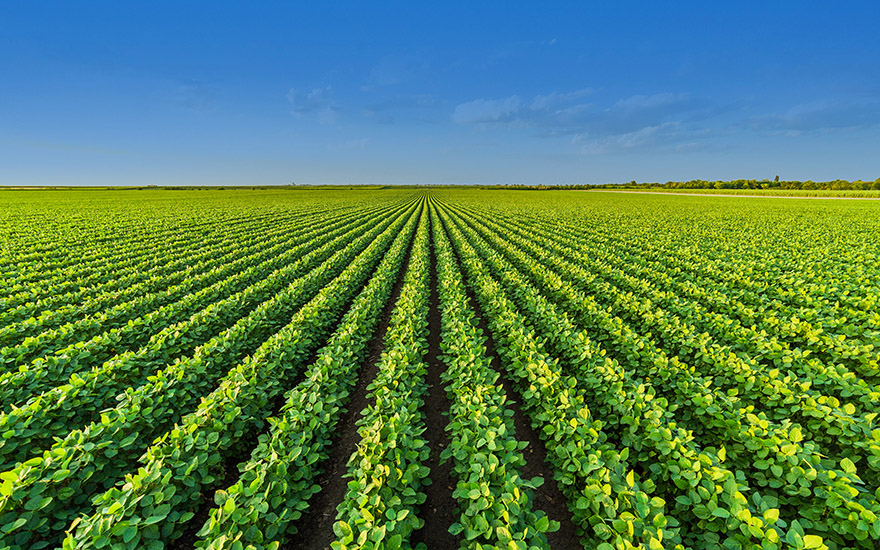 Soybean Field on Sunny Day