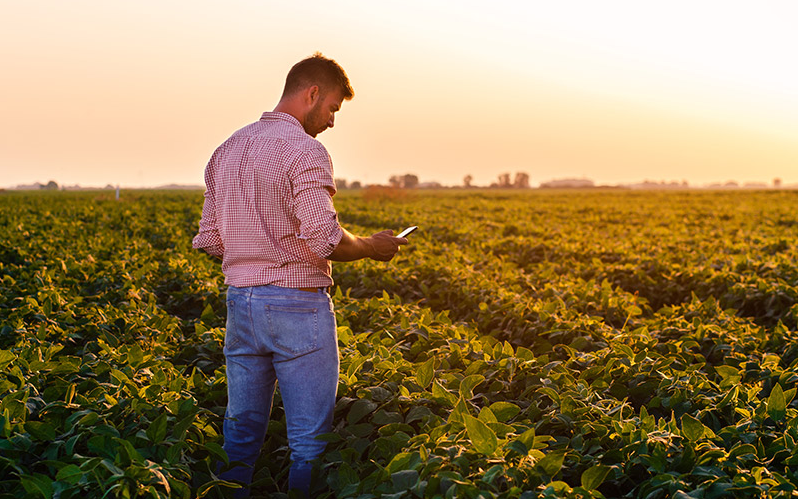Young Farmer in Soybean Field
