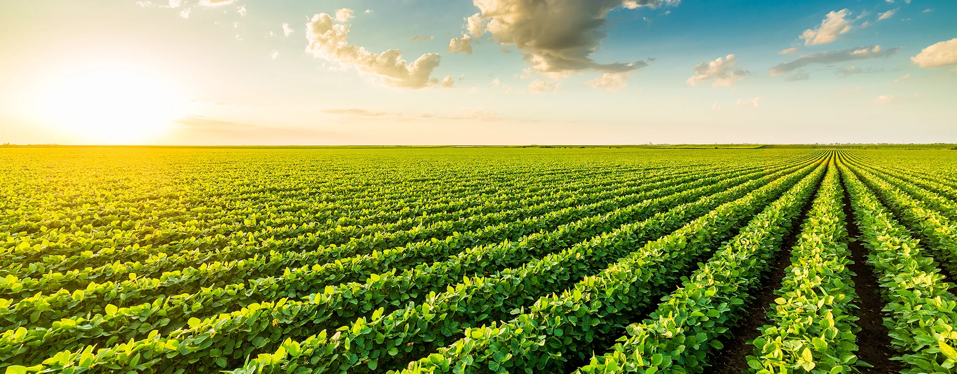 Soybean field at sunset